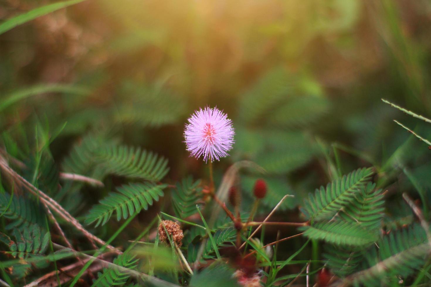 Mimosa pudica flowers in sunlight,sensitive plant . photo