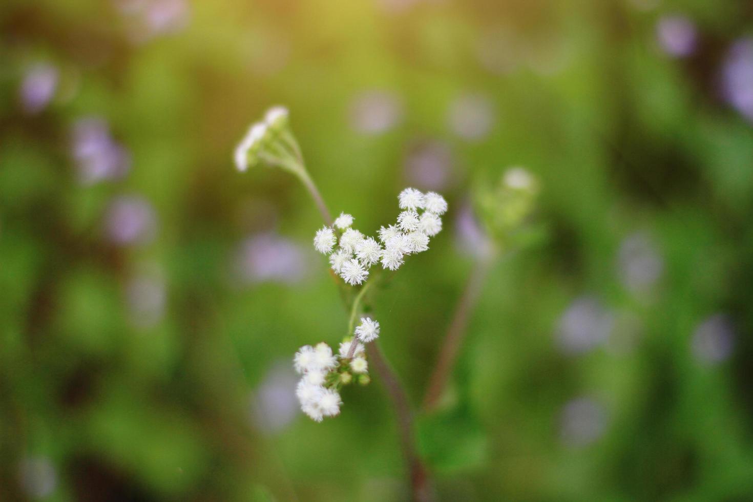 Beautiful wild purple grass flowers in the meadow with sunlight. Billygoat-weed, Chick weed or Ageratum conyzoides is herb plants photo