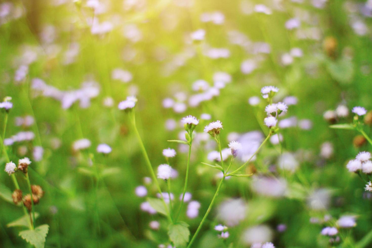 hermosa salvaje púrpura césped flores en el prado con luz de sol. mala hierba billygoat, polluelo hierba o ageratum conyzoides es hierba plantas foto