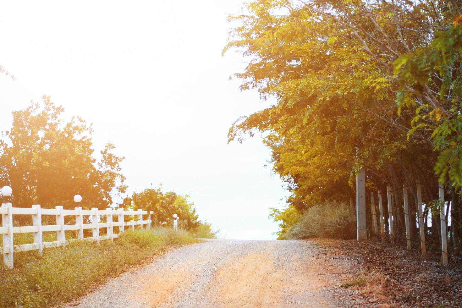 Beautiful natural sunlight  with vintage wooden fence on walkway in the park and tropical forest photo