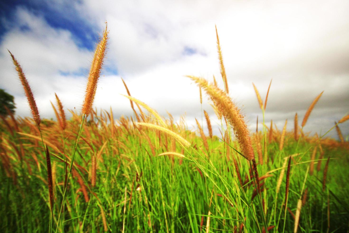 Beautiful grass flowers field with cloudy and windy storm on sky in natural sunlight Background photo