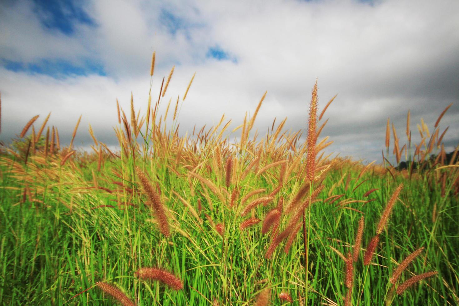 Beautiful grass flowers field with cloudy and windy storm on sky in natural sunlight Background photo