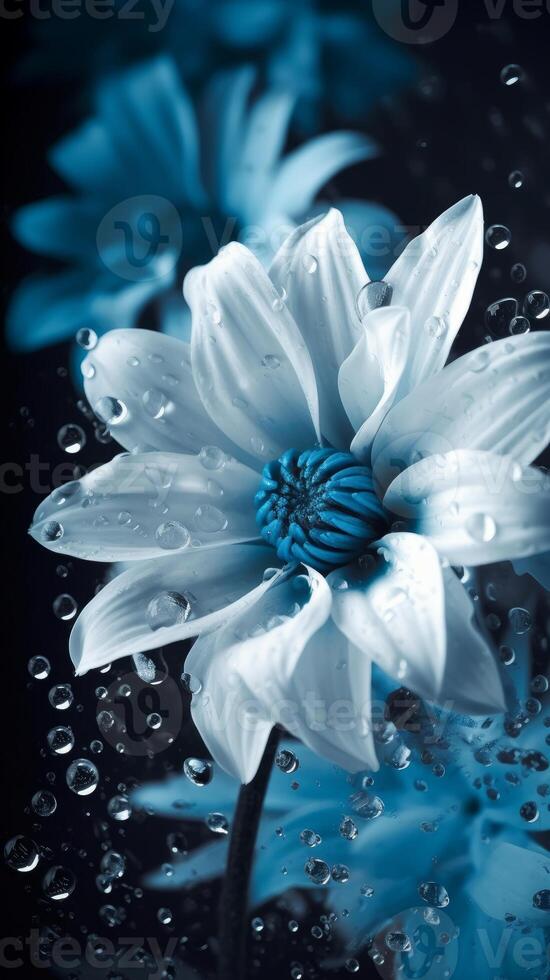 beautiful White wet flowers with blue background photo