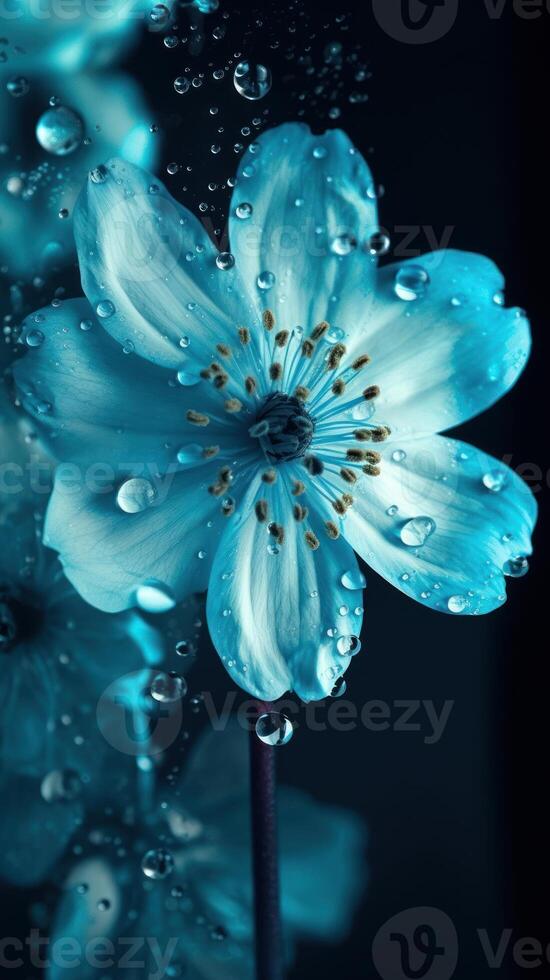 A beautiful white flower with water drops photo