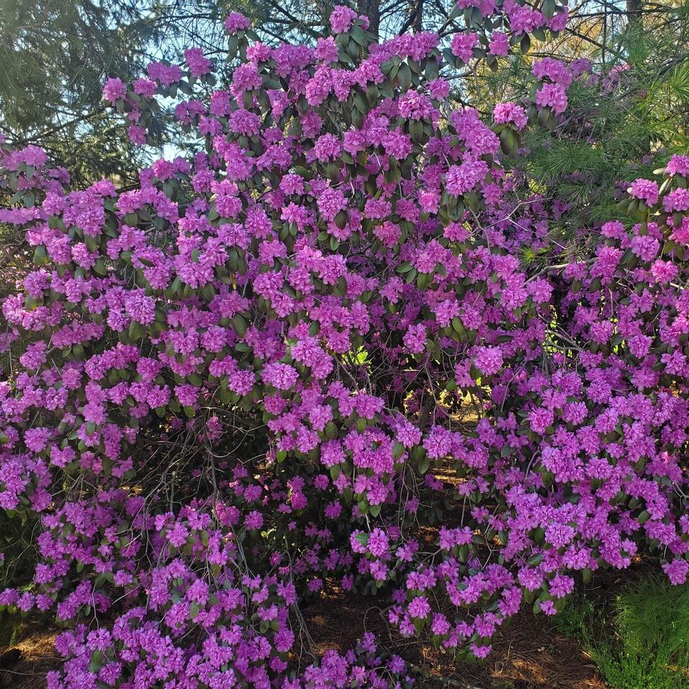Purple Flowering bush photo