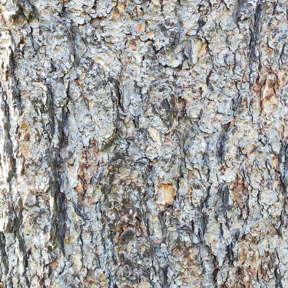 Tree Bark texture photo
