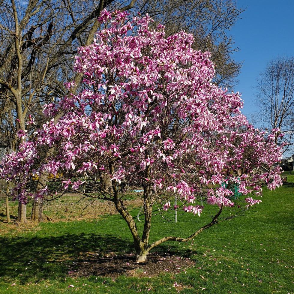 Dogwood tree flowering photo