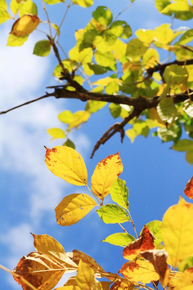 Beautiful bright green leaves branch with blue sky and sunlight in summer season photo