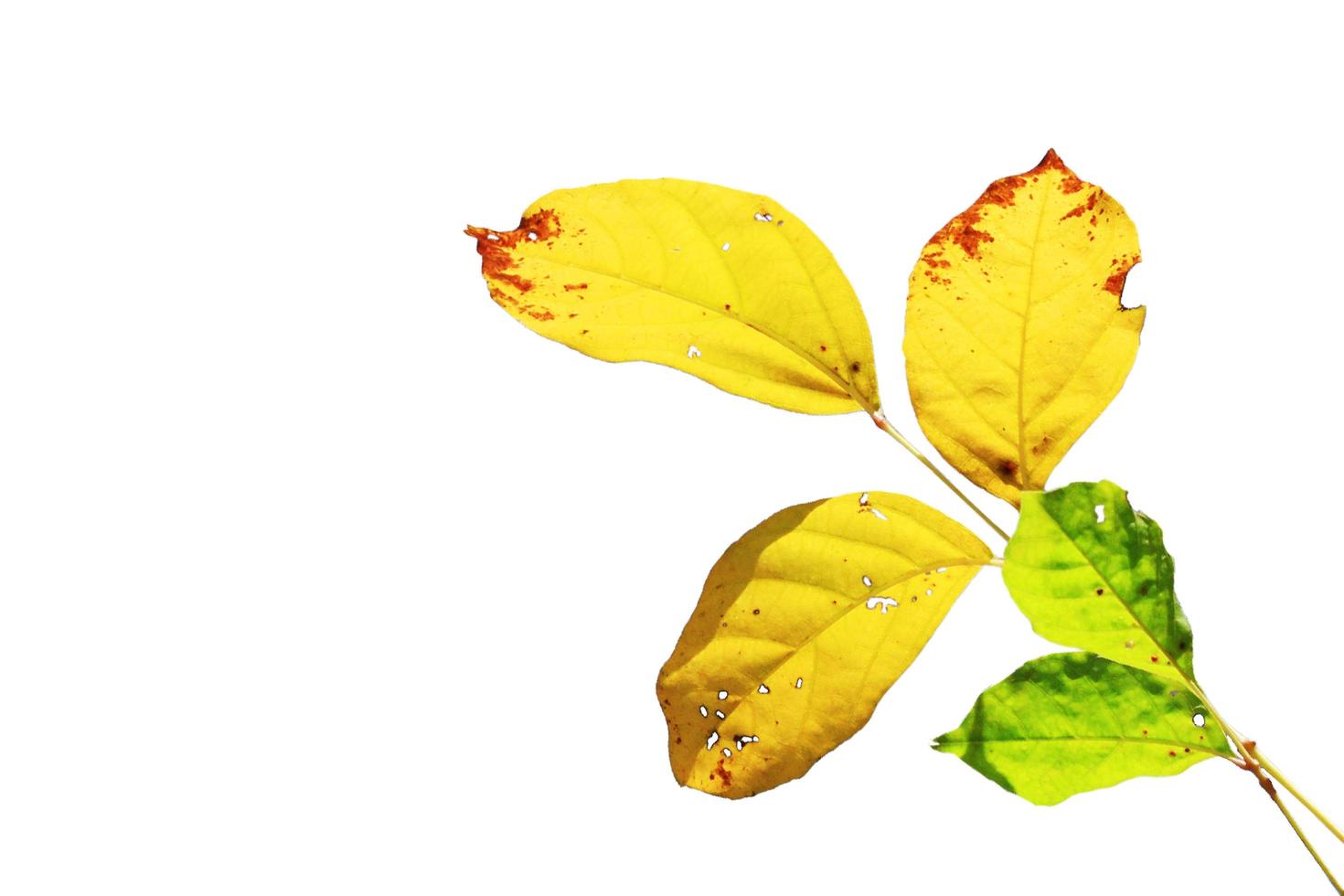 Beautiful bright dry green and yellow leaves branch isolated on white background photo