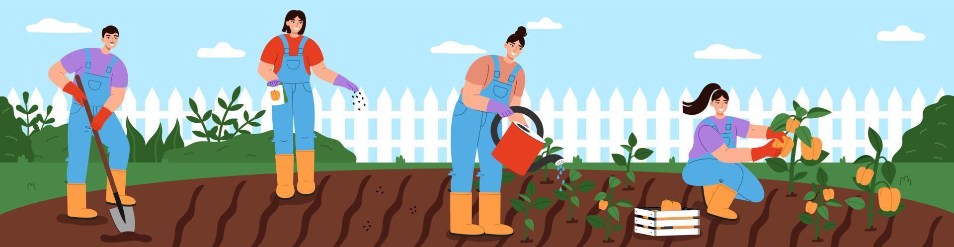 Young people working together in vegetable garden. Women and man digging, planting seeds, watering plants and harvesting. Banner of the importance of teamwork and equal contribution in garden care. vector