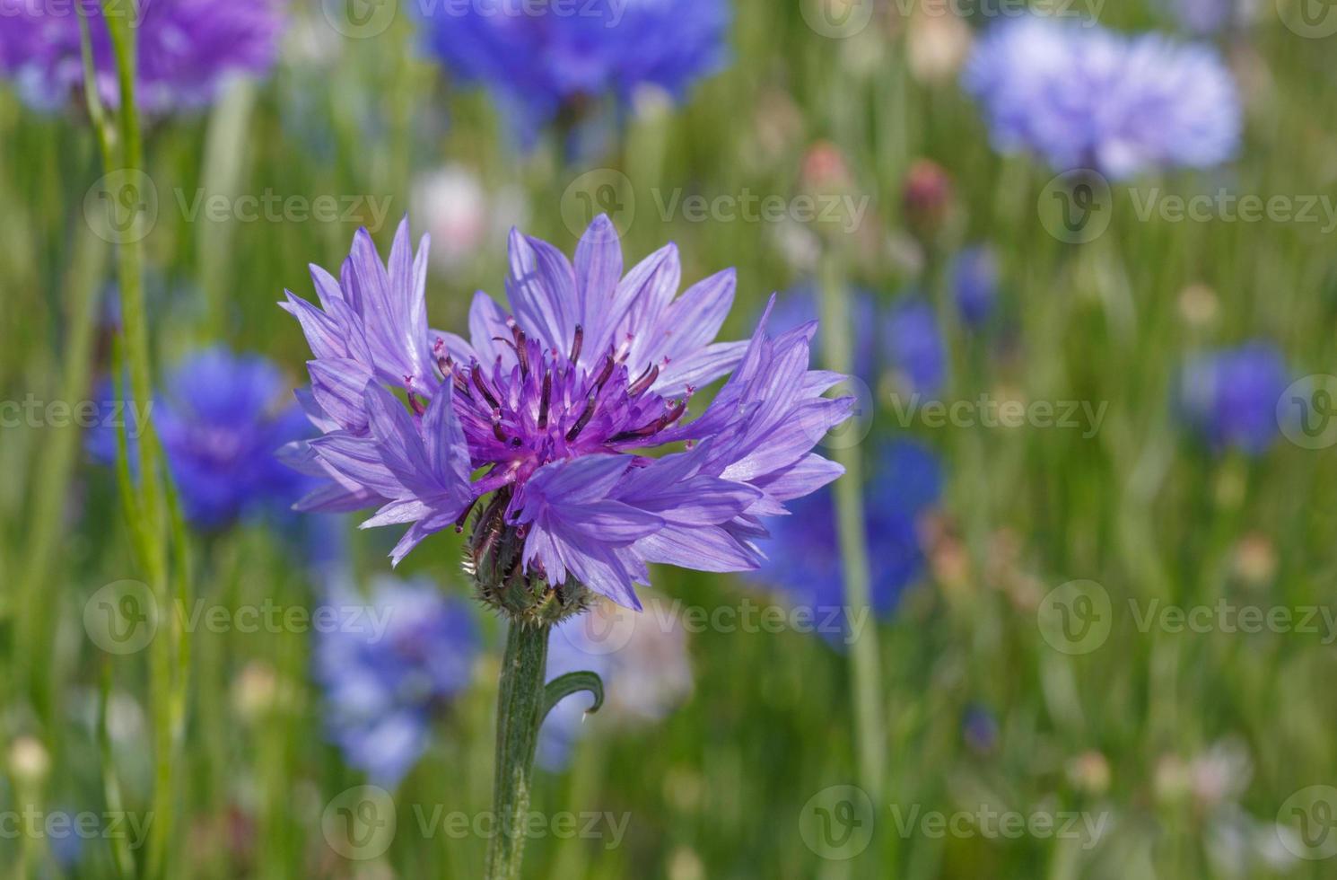 close up of cornflower on meadow photo