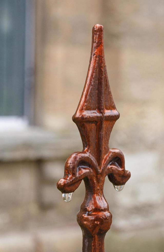 royal lily with rain drops against building photo