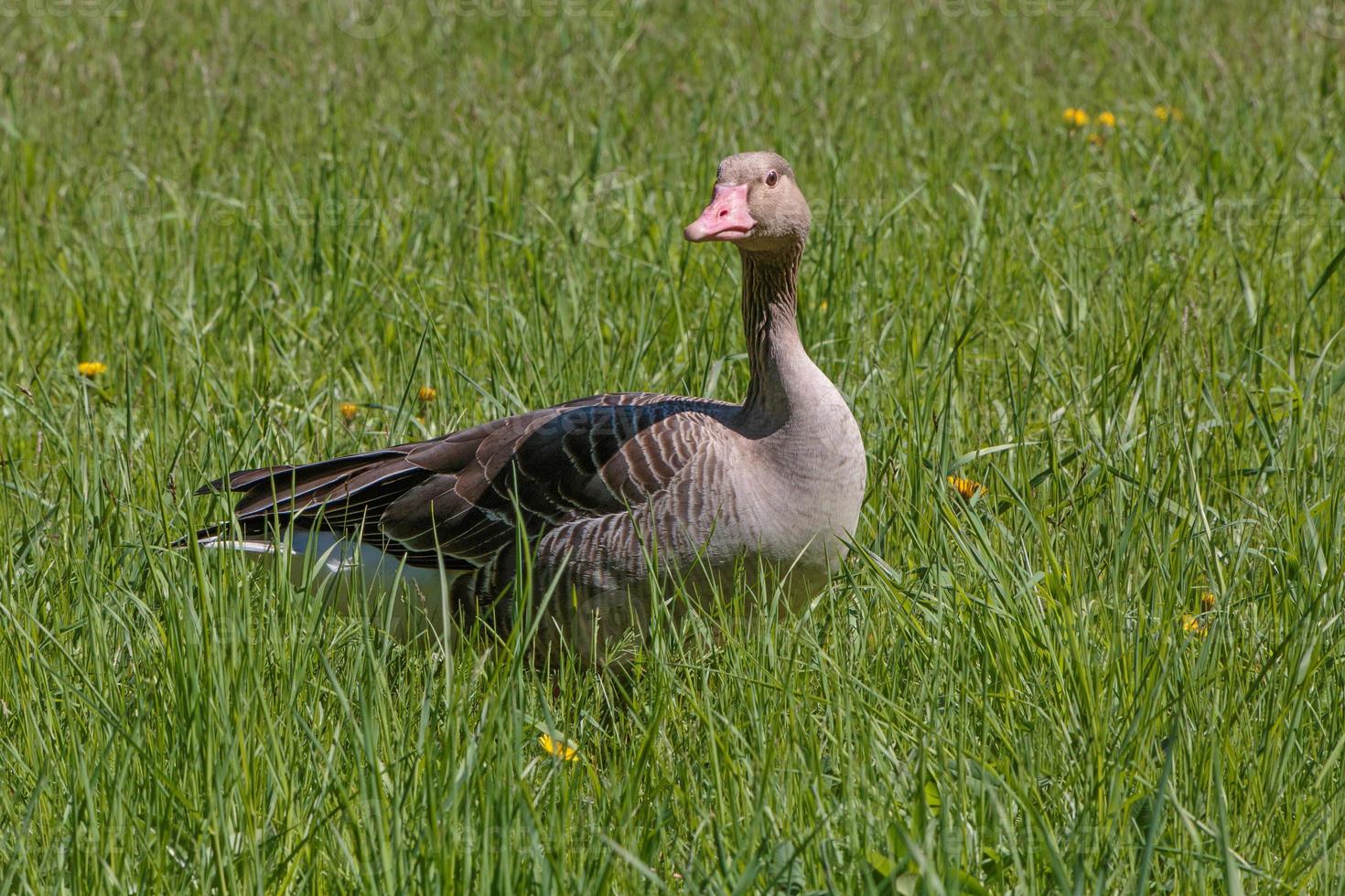 goose standing in green grass photo