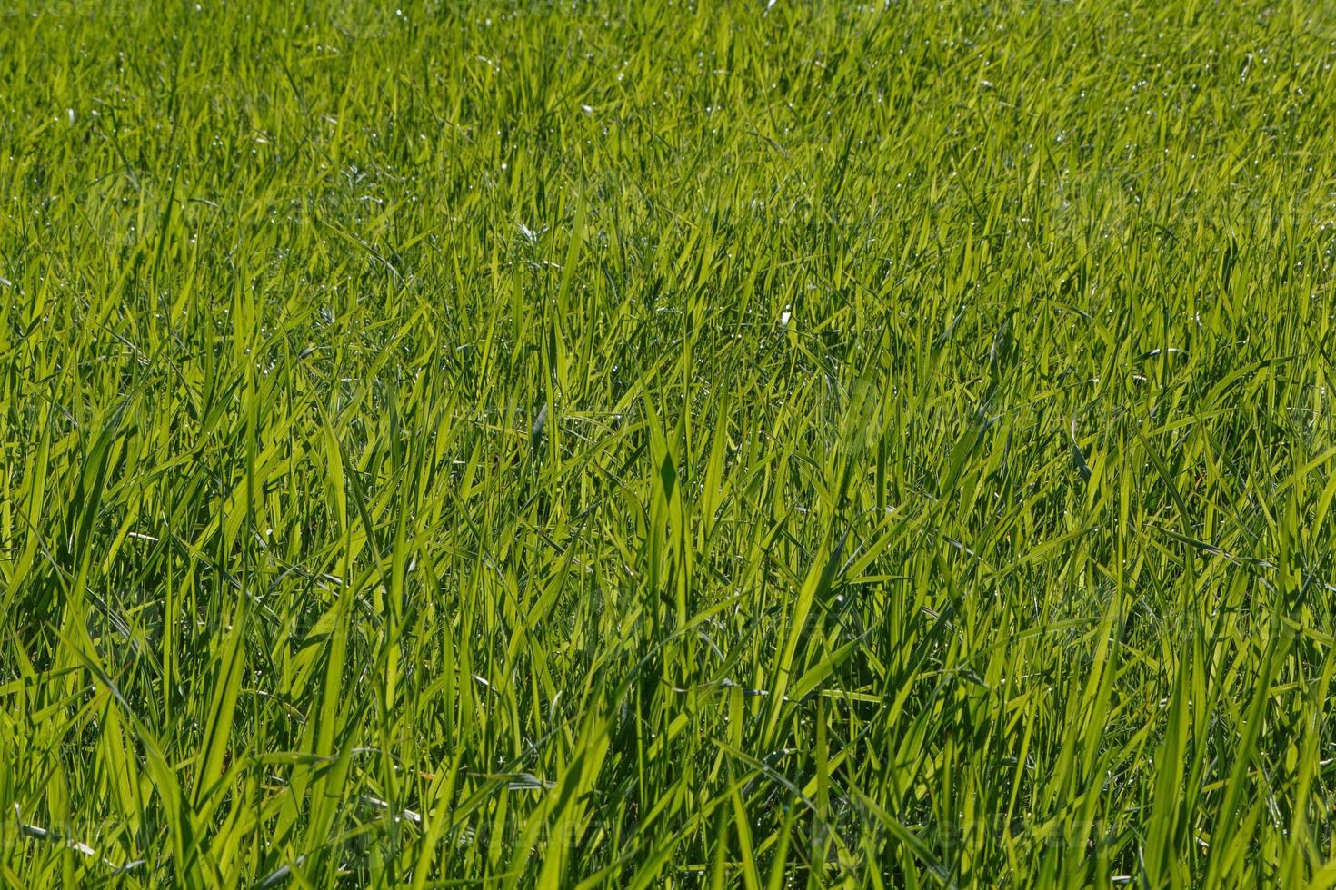 view on green grass on lawn photo