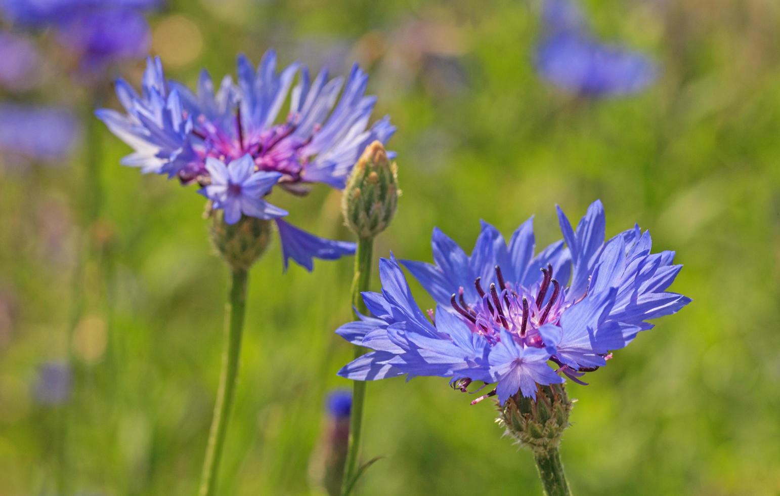 close up of cornflowers on meadow photo