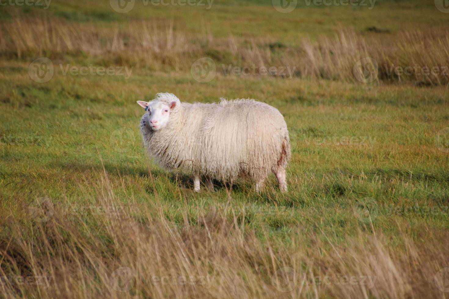 Islandia oveja pasto. foto