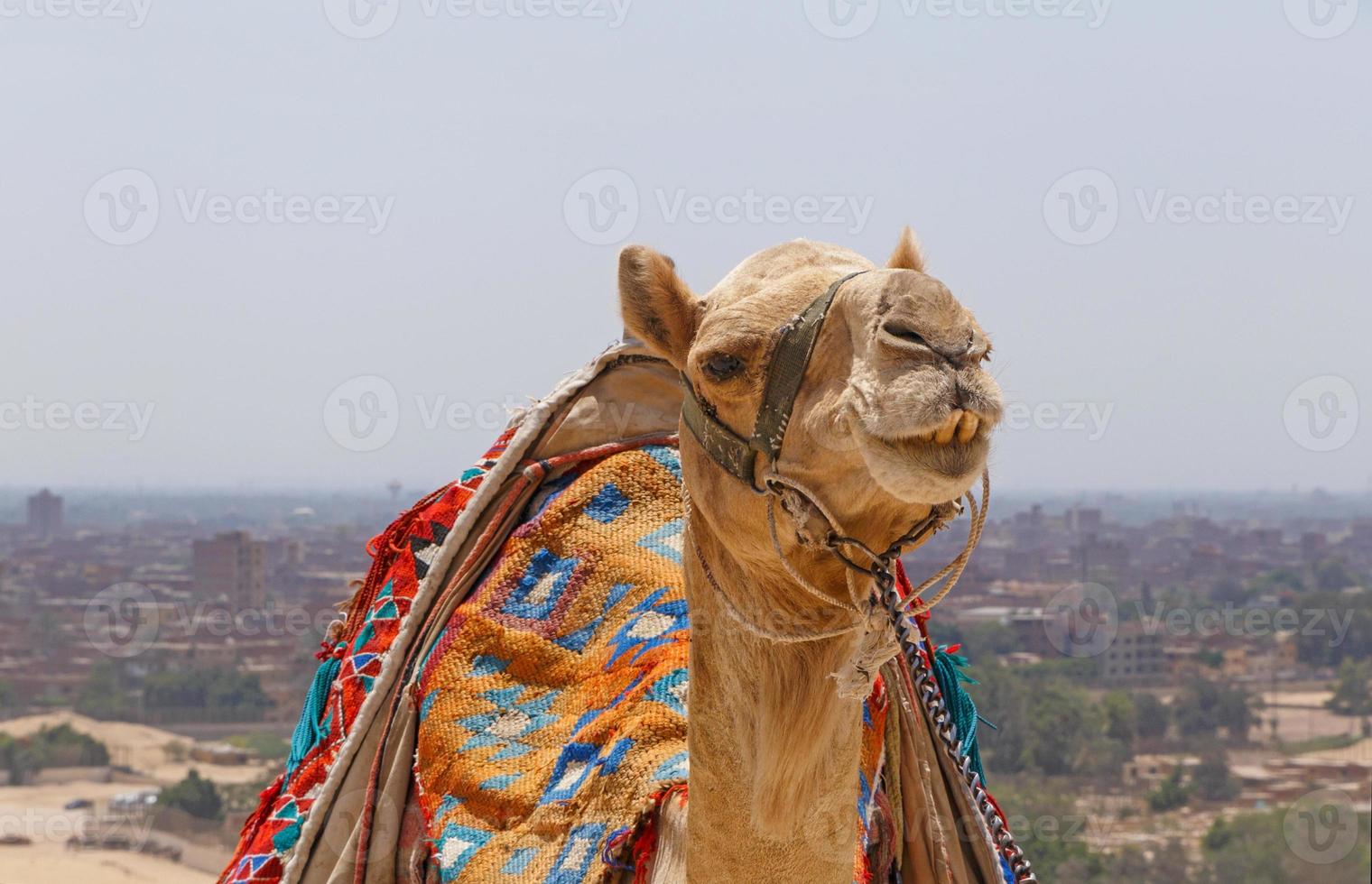 close up of camel against cityscape of Cairo photo