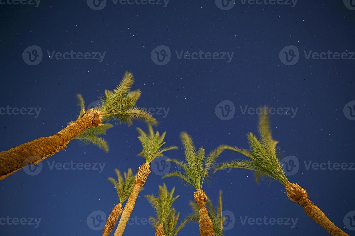 view on night sky through palm trees photo