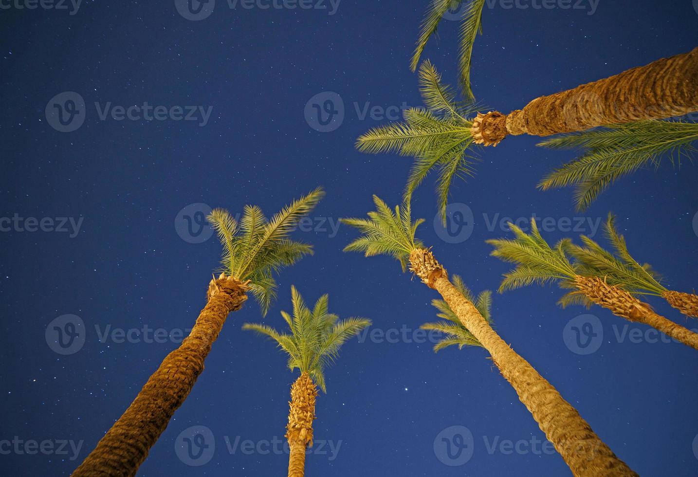 several palm trees against night sky photo