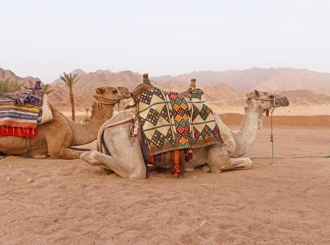 camels against mountain range at Sharm El Sheikh photo