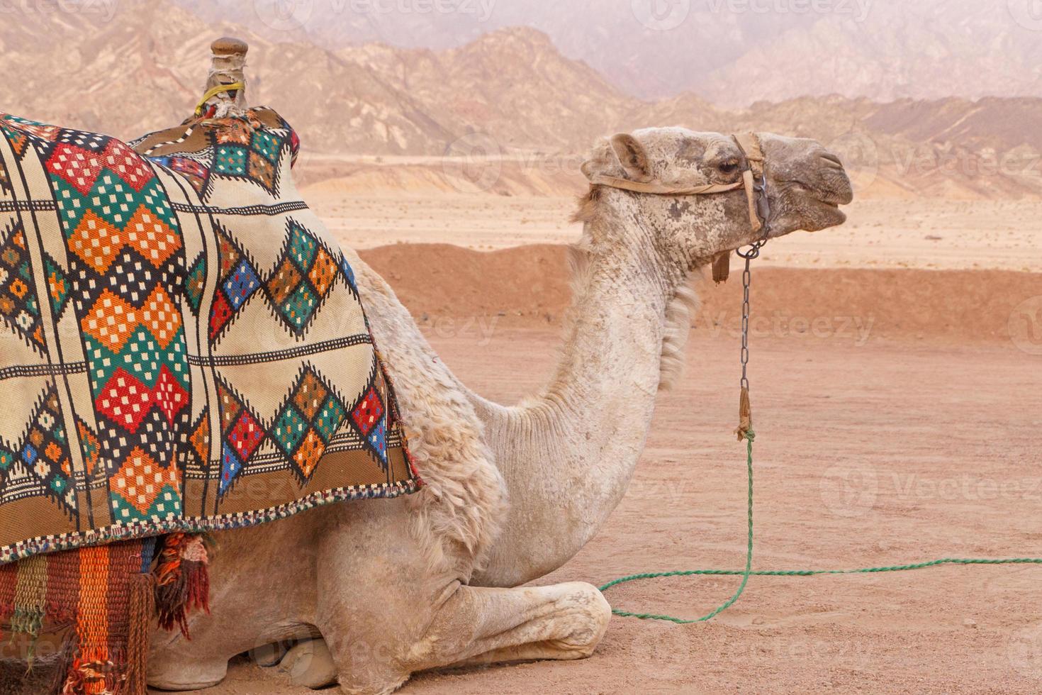 cerca arriba de camello a sinaí montañas foto