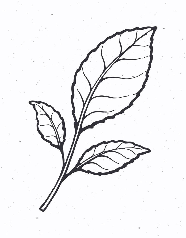 Hand drawn illustration of twig with leaves of tea or mint. Hand drawn sketch. Symbol of organic and natural food vector