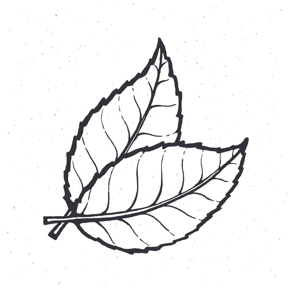 Hand drawn illustration of two leaves of tea or mint vector
