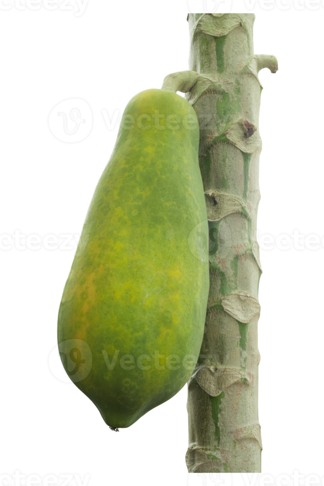 Green papaya on a tree isolated on transparent background. papaya on