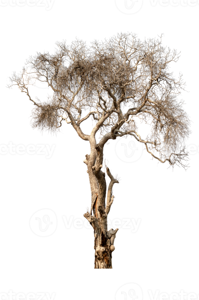muerto árbol seco arboles en Tailandia aislado en un transparente antecedentes png
