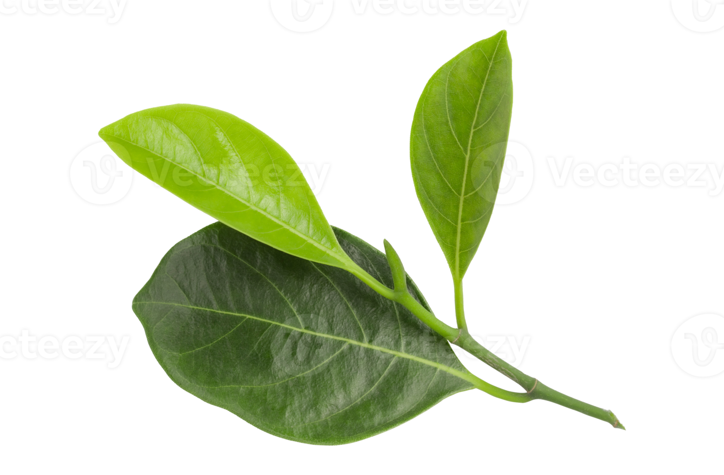 fresh green jackfruit leaves isolated on transparent background Green leaves png