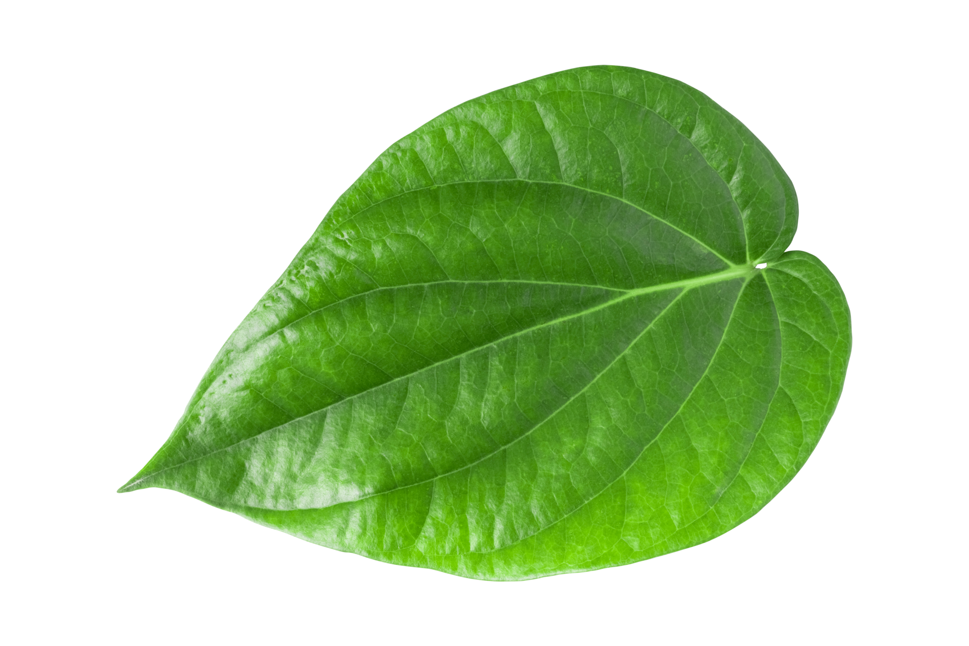 Betel Png
