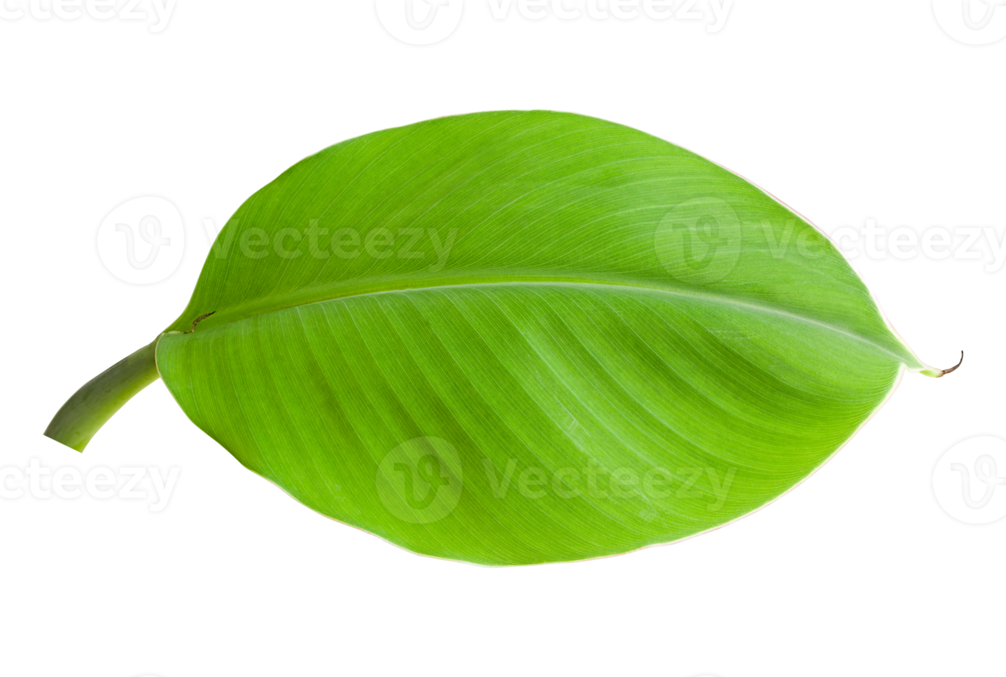 Free Banana leaves isolated on transparent background. Fresh green ...