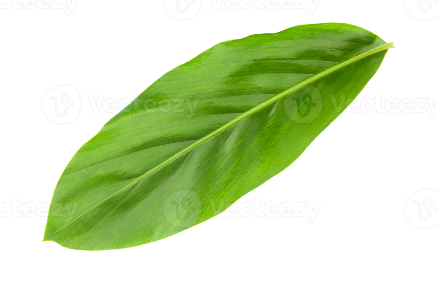 fresh green galangal leaves isolated on transparent background green plant png