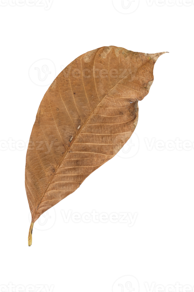 asciutto le foglie isolato su trasparente sfondo. tropicale asciutto foglie, asciutto le foglie png