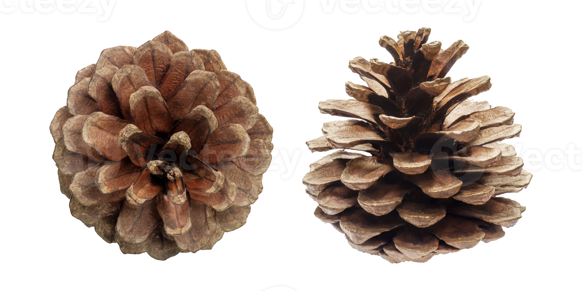 pine cones isolated on transparent background pine cone on a white back png