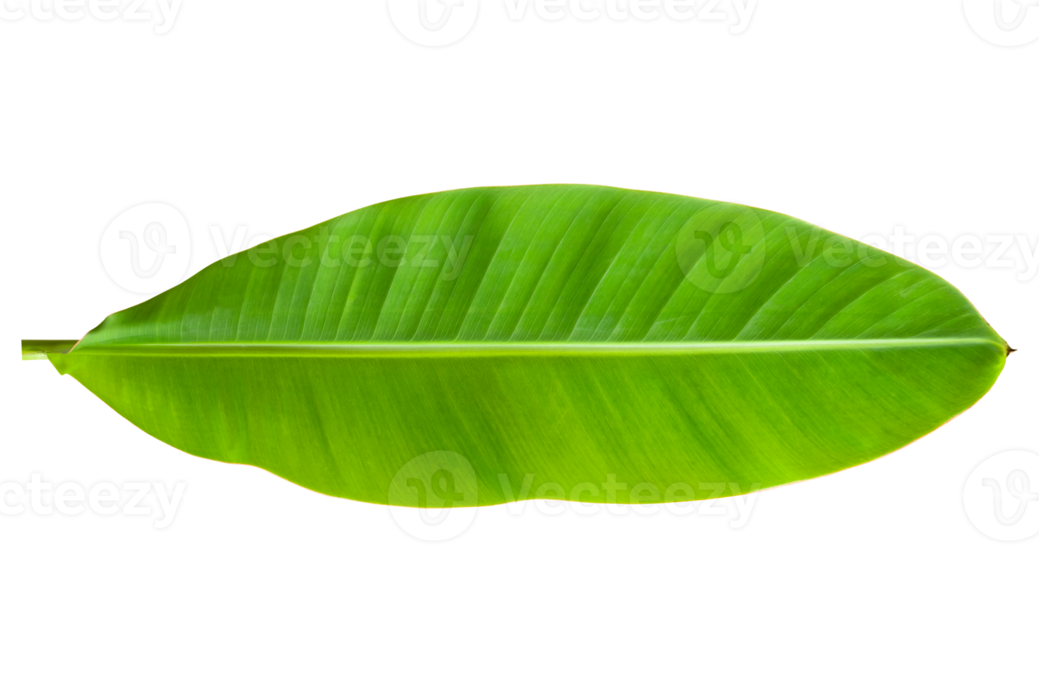 Banana leaves isolated on transparent background. Fresh green banana leaves png