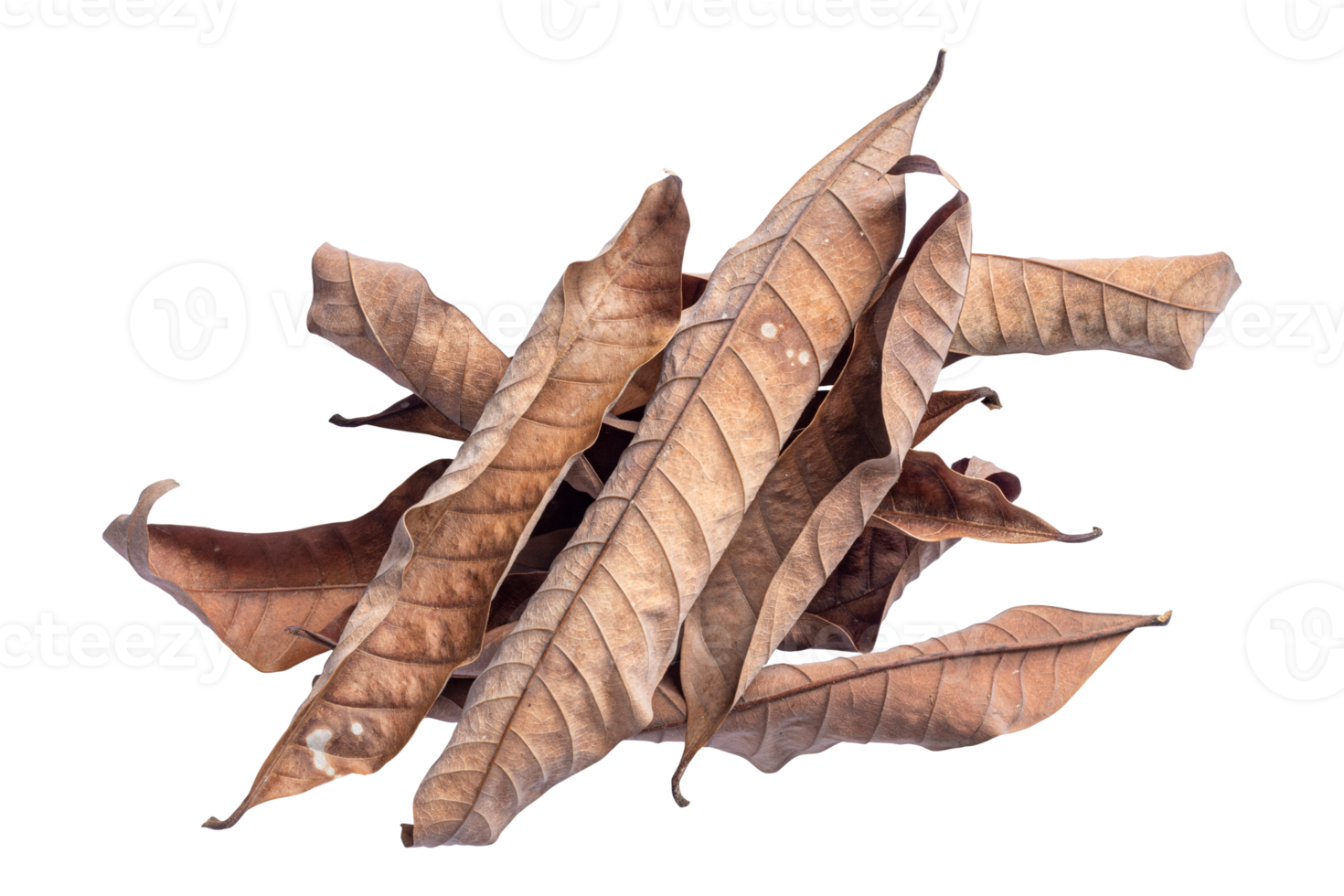 dry leaves, group of leaves, isolated on transparent background tropical dry leaves, png
