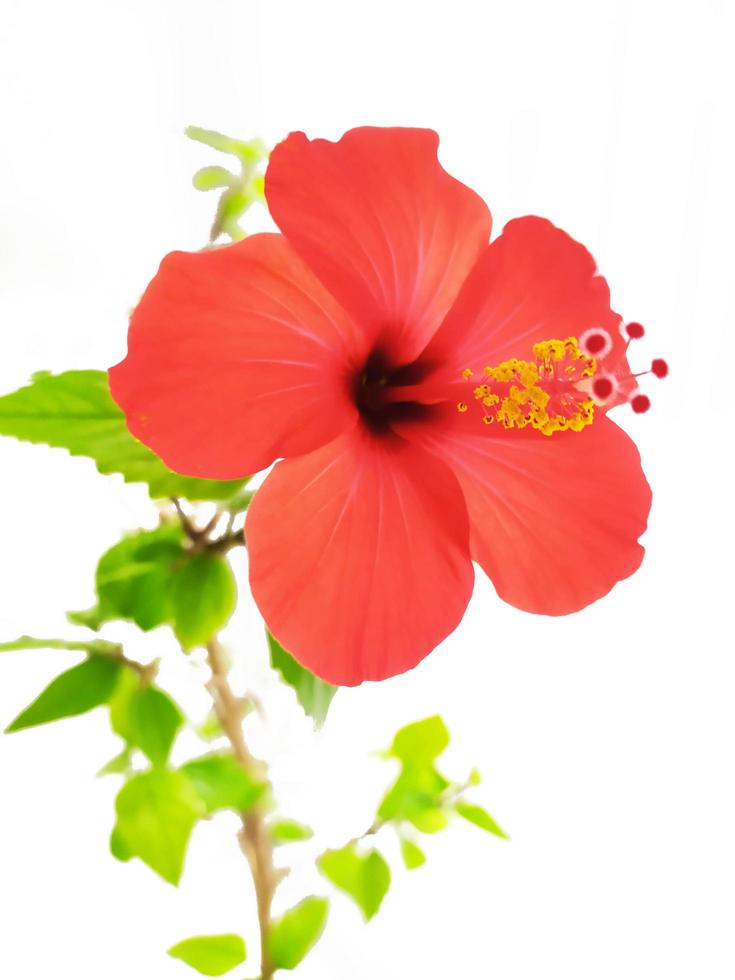rojo hibisco flor en blanco antecedentes foto