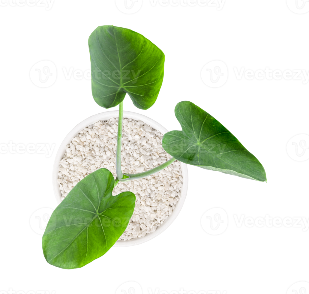 Green plants in white pots. Top view. Elephant ears isolated on transparent background. bon tree png