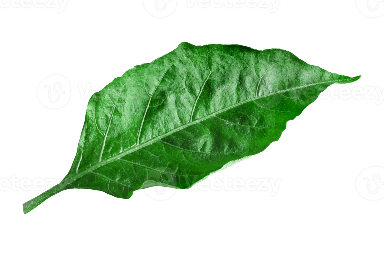 Green chilli leaves isolated on transparent background.png png