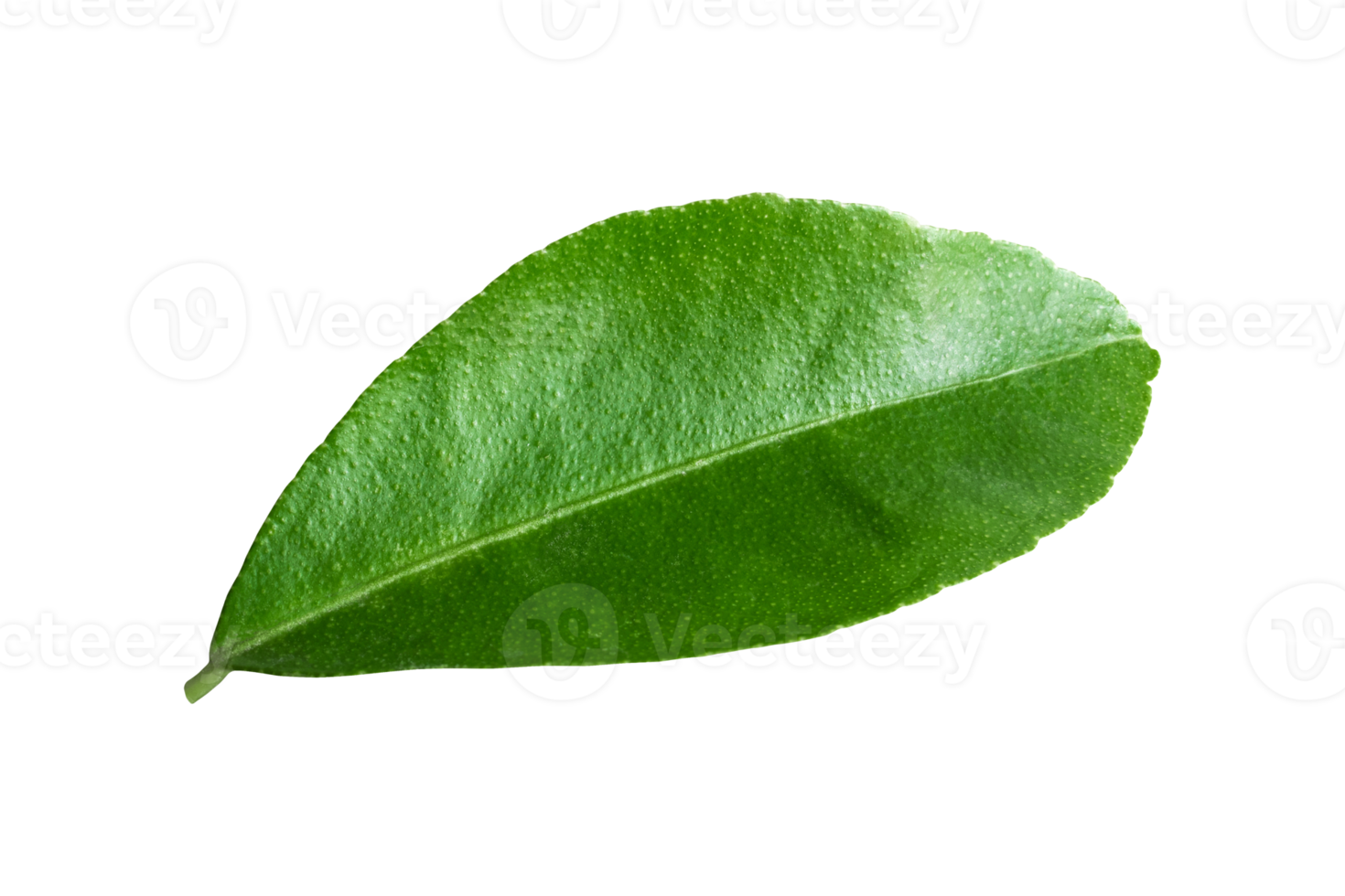 lemon leaves isolated on a transparent background png