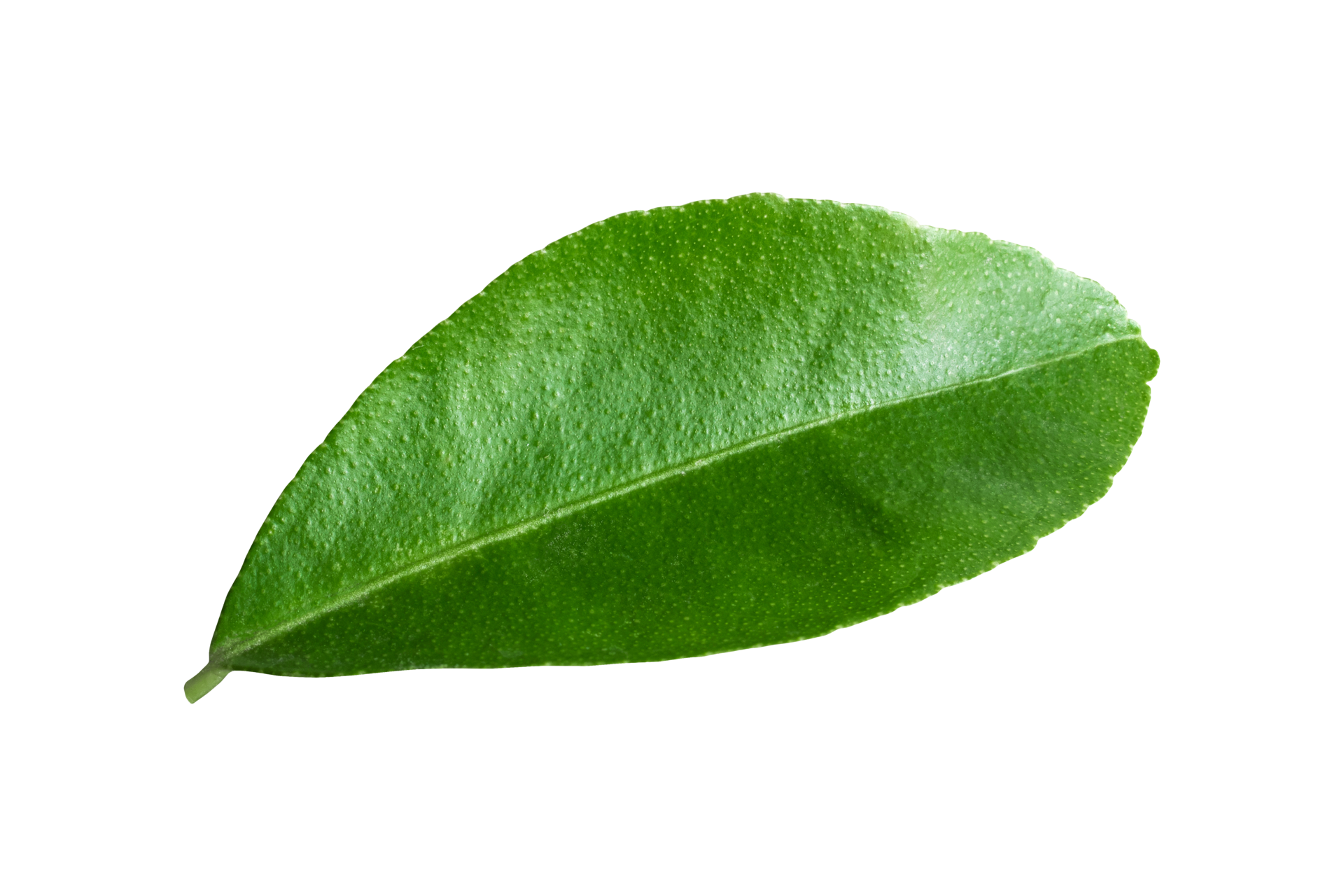 lemon leaves isolated on a transparent background 22804126 PNG