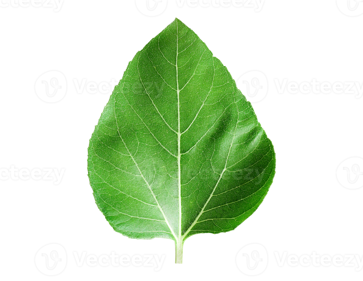 Sunflower leaves isolated on a transparent background.png png