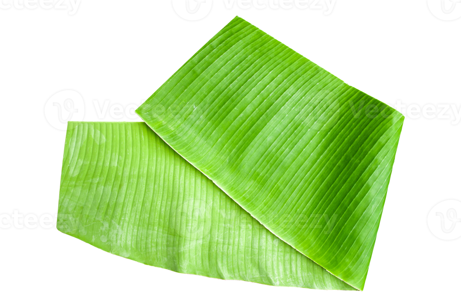 Banana leaf isolated on transparent background Fresh green banana leaves. png