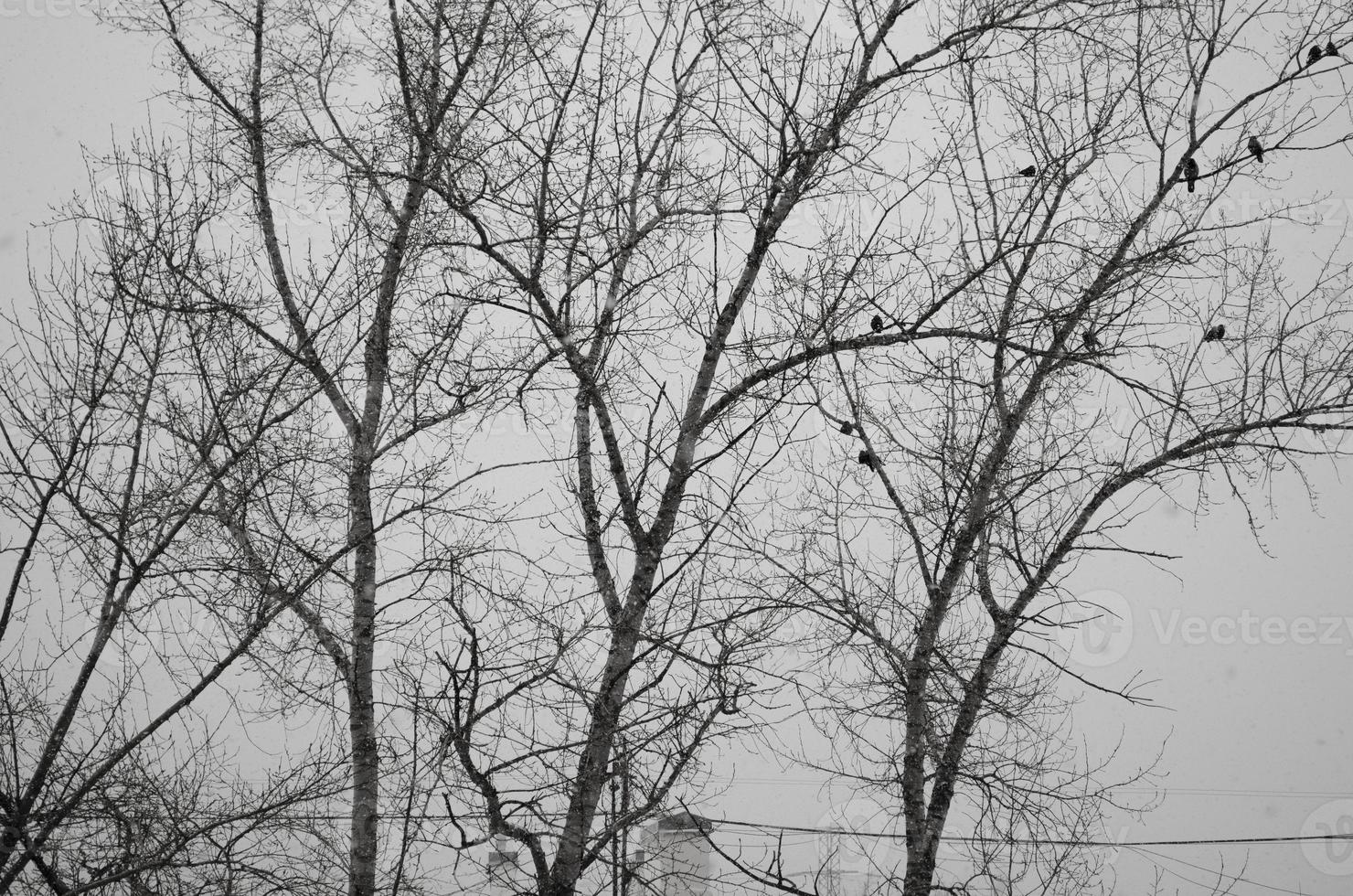 Tormentoso clima. blured invierno antecedentes. seco árbol negro ramas en el gris cielo antecedentes. aves en el sucursales. foto