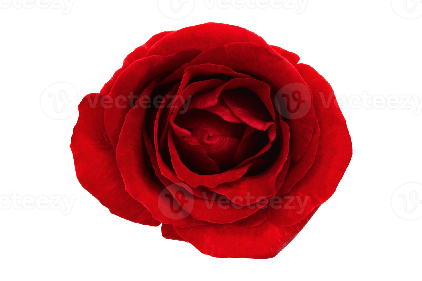 red rose isolated on transparent background png