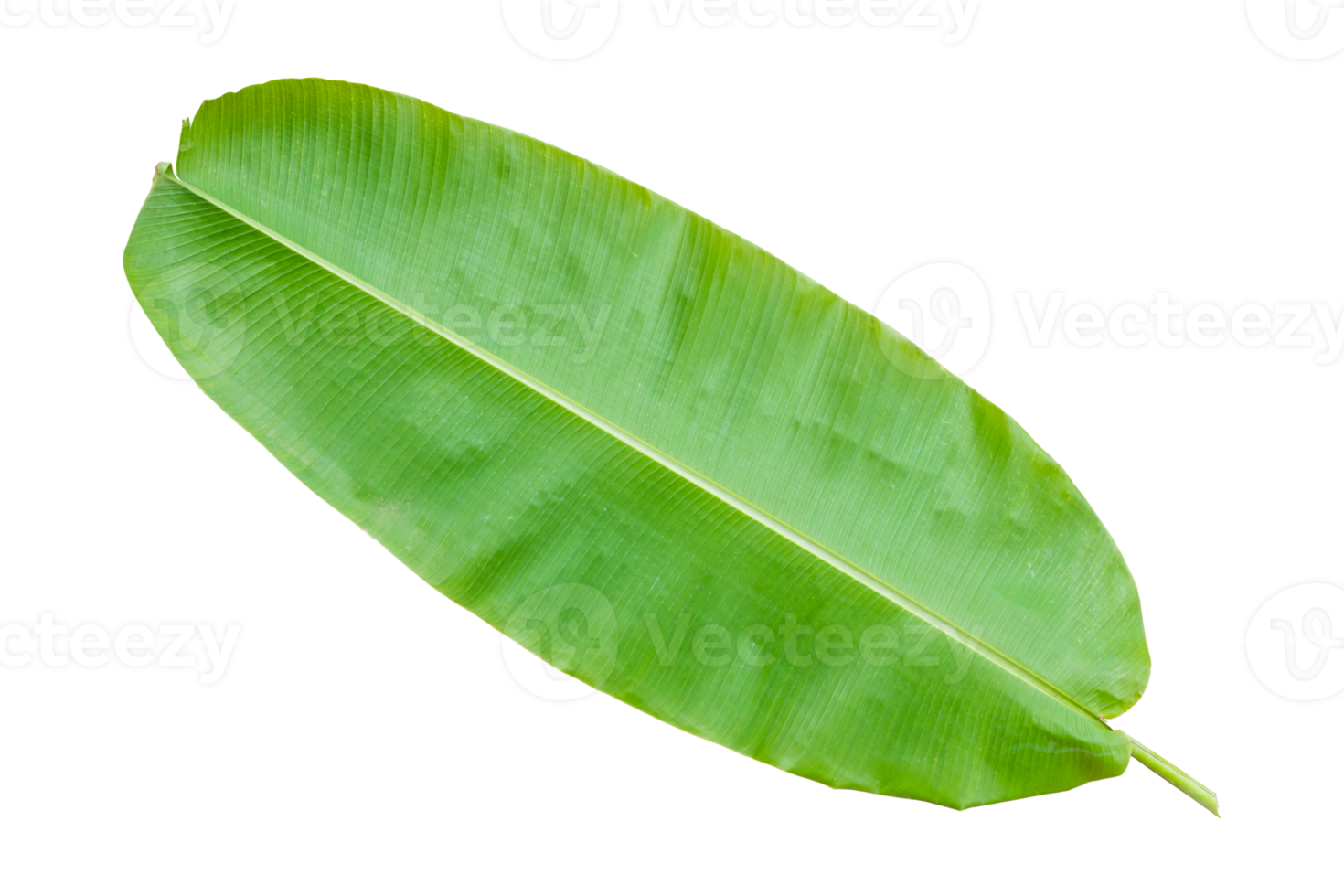 Banana leaf isolated on transparent background Fresh green banana leaves. png