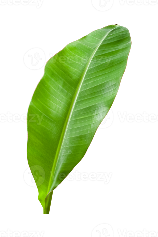 Banana leaves isolated on transparent background. Fresh green banana leaves png