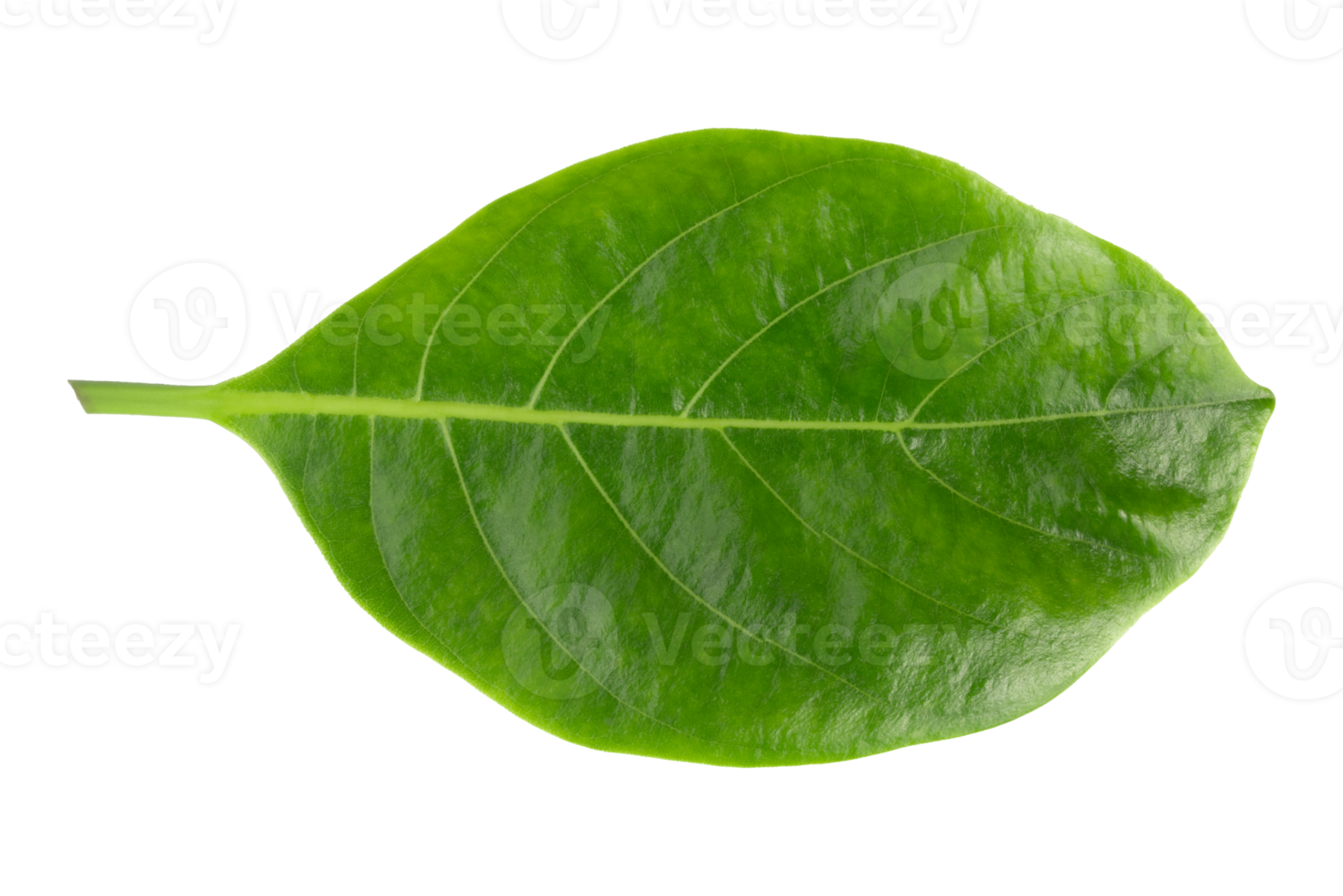 fresh green jackfruit leaves isolated on transparent background Green leaves png