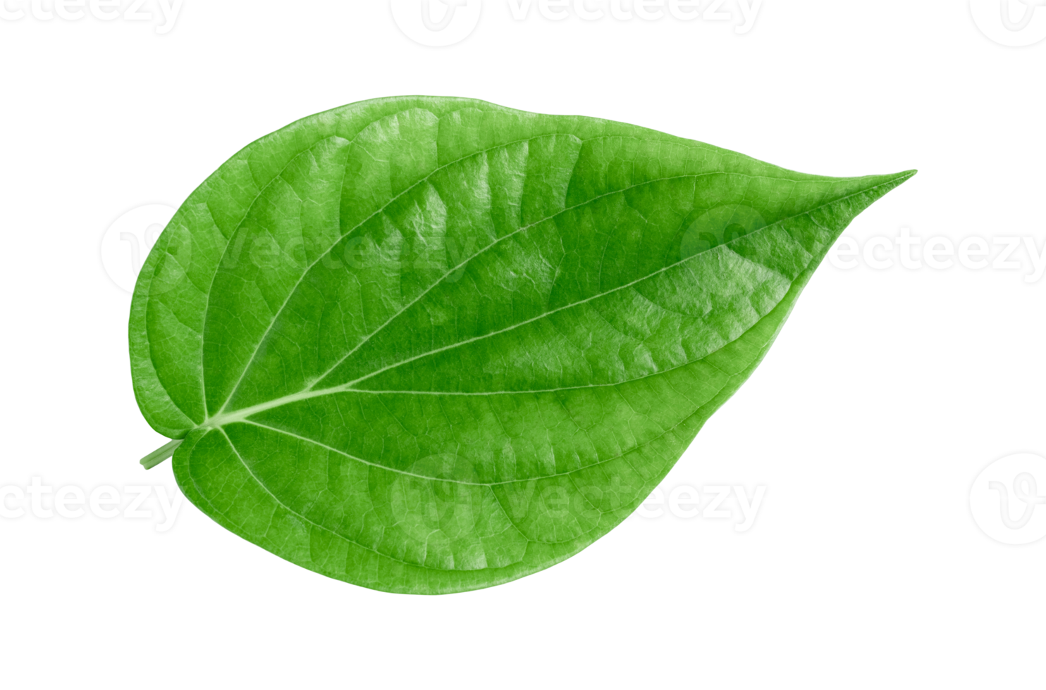 green betel leaf isolated on transparent background,png png